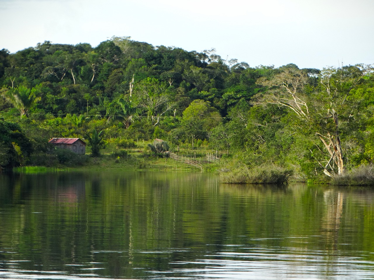 Ocho países de la Amazonia con el poder de salvar el planeta