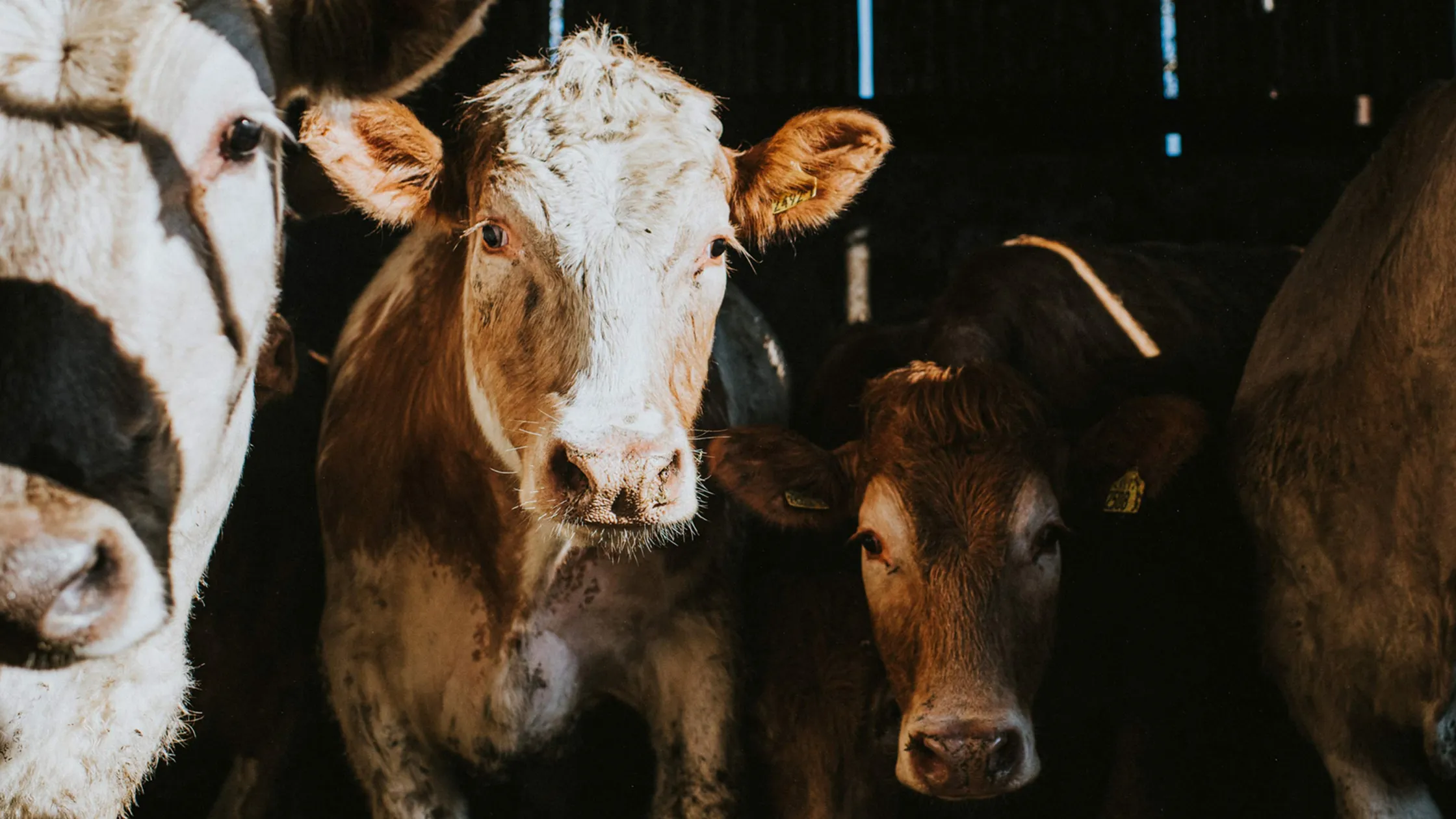 Se aproxima una generación de vacas modificadas para luchar contra el cambio climático