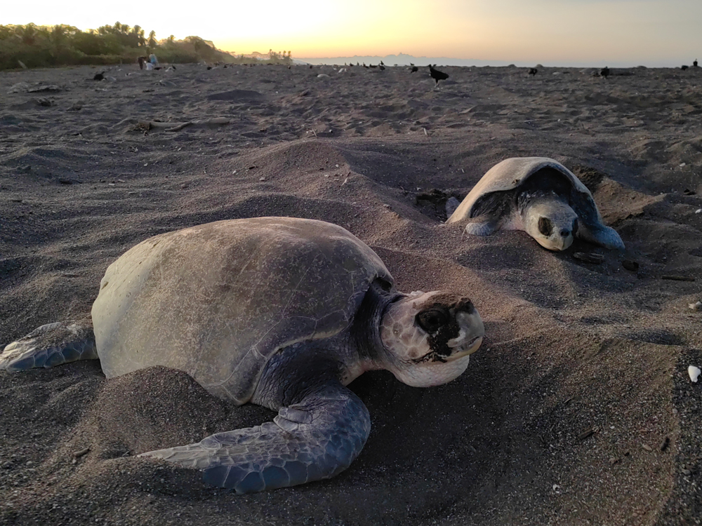 Playa Ostional: escenario de las arribadas de tortugas en Costa Rica