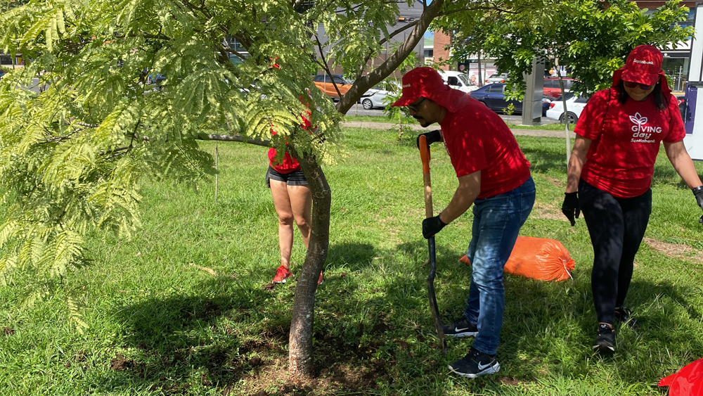 Colaboradores de Scotiabank realizaron voluntariado en La Sabana para preservar 100 árboles