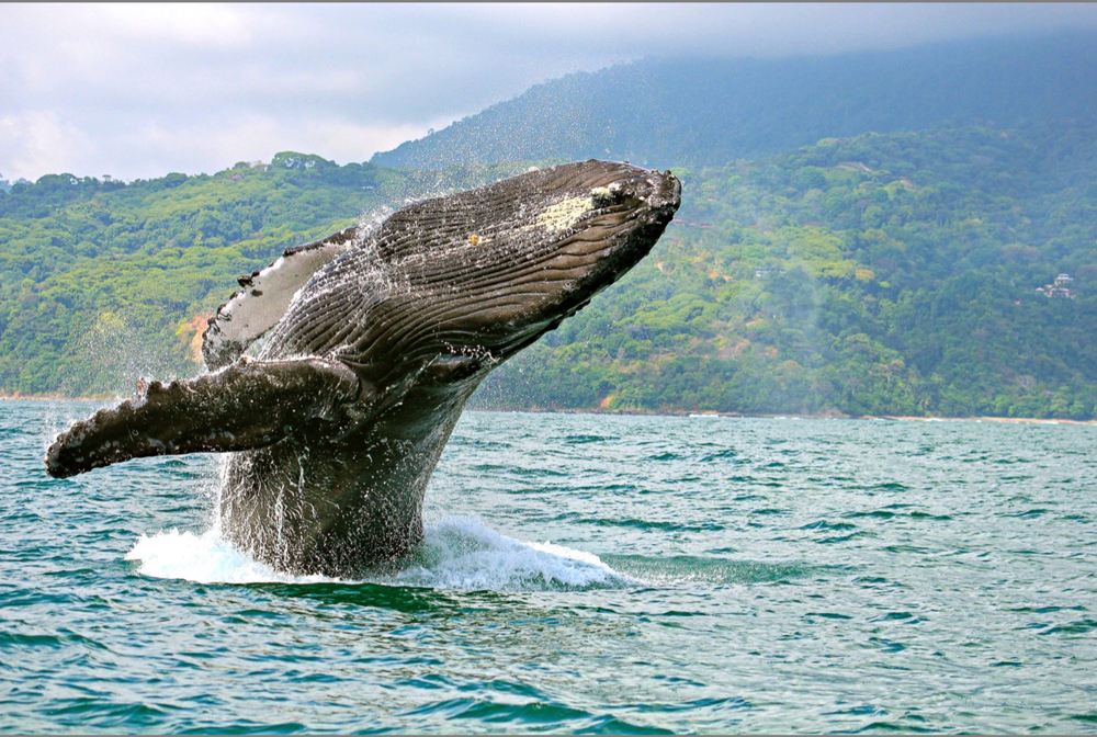 Costa Rica: Disfrute del avistamiento de las ballenas en Golfo Dulce