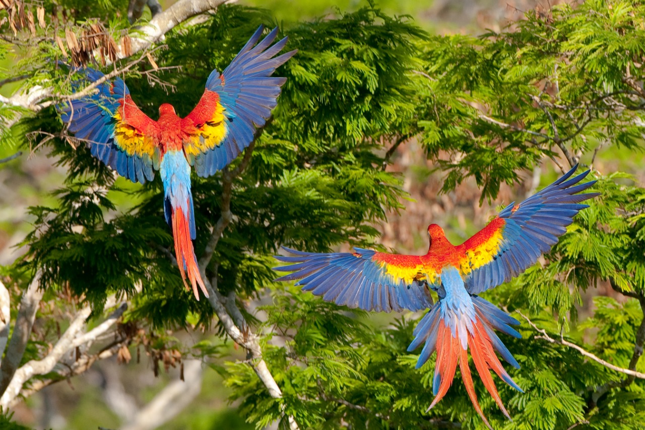 AJE protege la guacamaya roja en la reserva de la biosfera maya