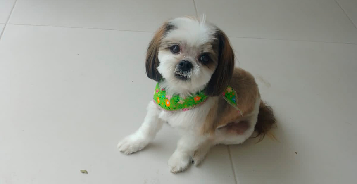 Costa Rica celebra el Día Mundial del Corazón con la primera colocación de marcapasos en un animal en Centroamérica