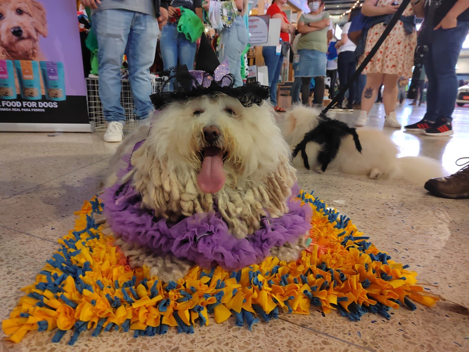 VII Edición de la Expo Mascotería este fin de semana en Costa Rica