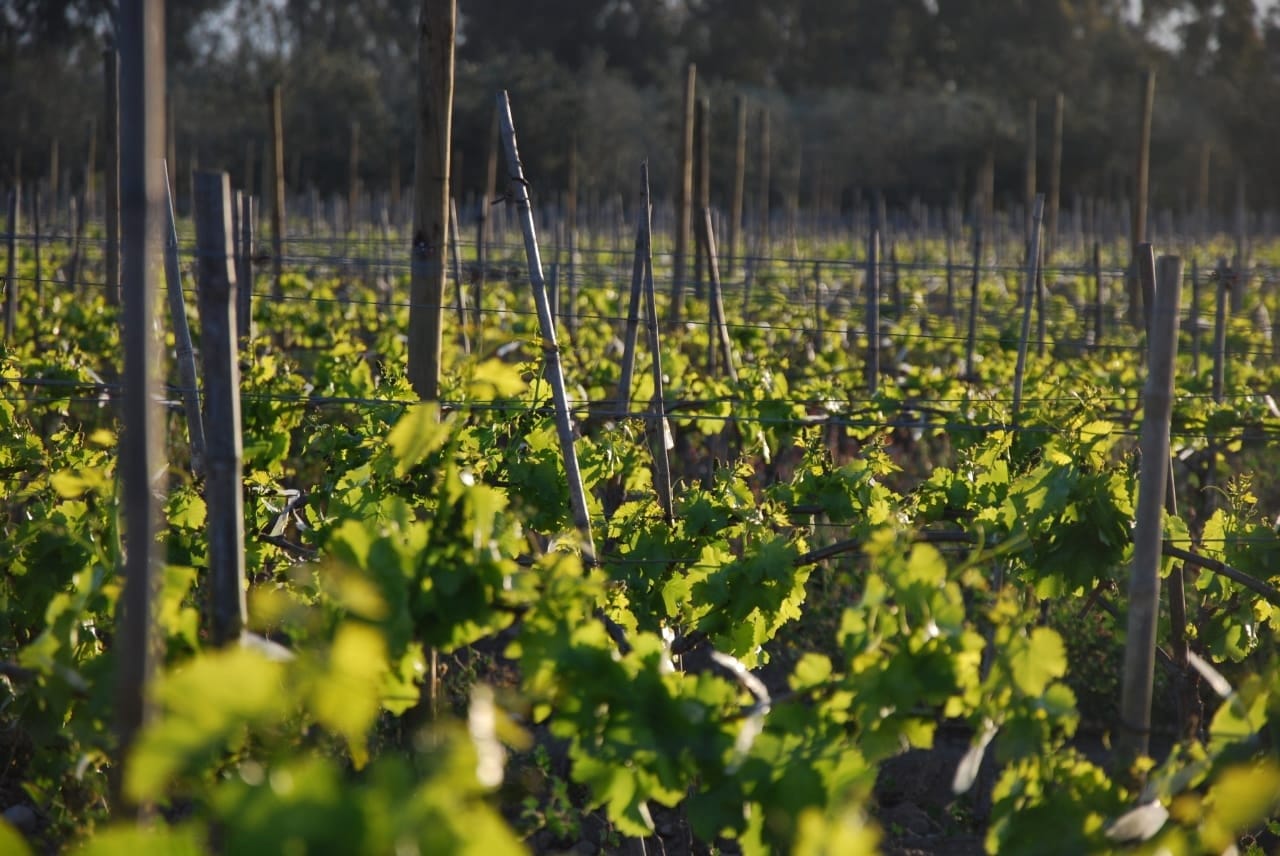 “Semana de Atacama en Centroamérica” promocionará los productos premium del desierto más árido del mundo