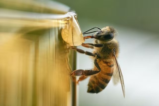 ¿Por qué las abejas son tan importantes y qué sucedería si se extinguen?