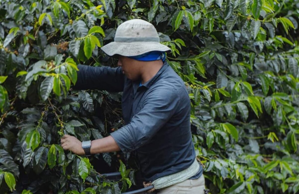 ExpoCafé Tarrazú 2024: concentrará lo mejor de la industria cafetera de la zona de Los Santos