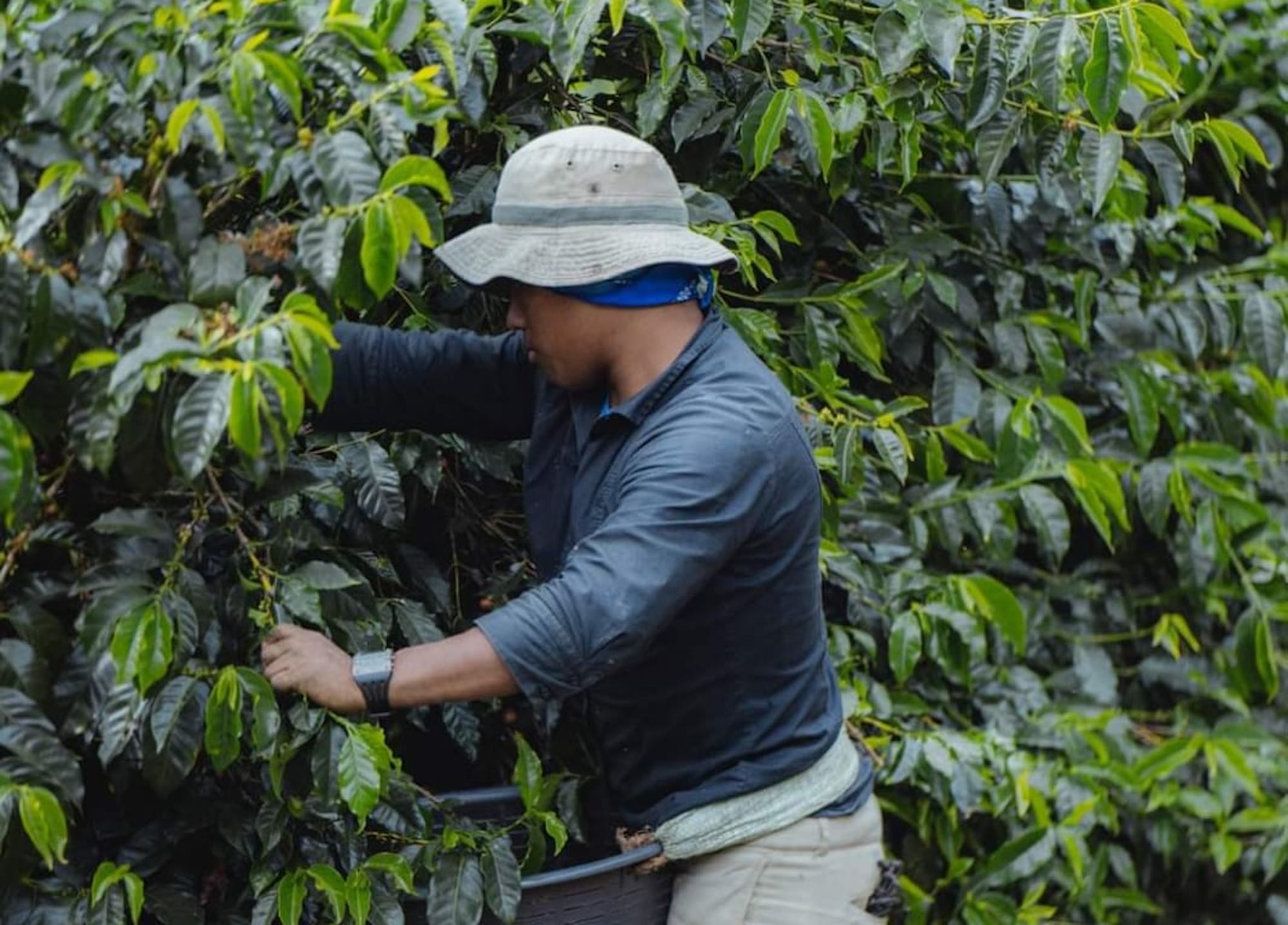 ExpoCafé Tarrazú 2024: concentrará lo mejor de la industria cafetera de la zona de Los Santos