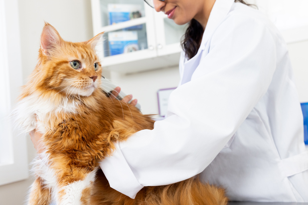 Médicos veterinarios recuerdan la importancia de la vacunación en perros y gatos para prevenir padecimientos graves