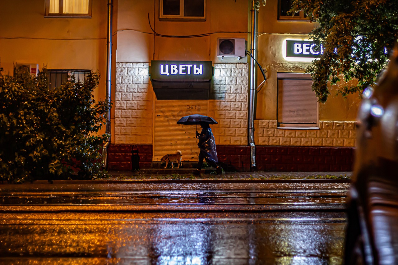 ¿Cómo afecta la lluvia a perros y gatos?