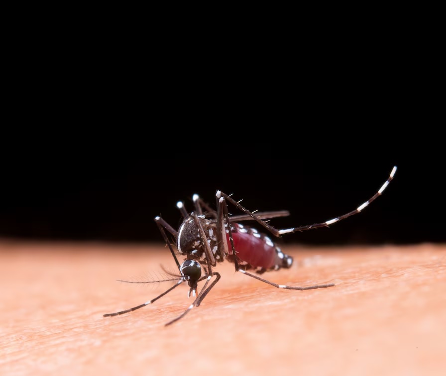 Dengue: la infección transmitida por mosquitos