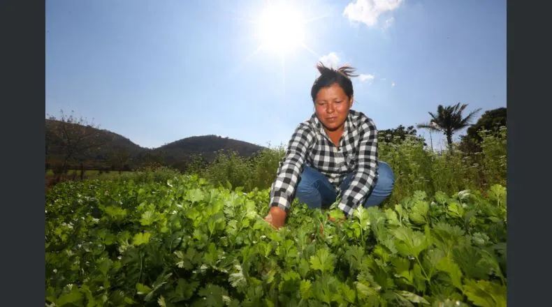 La agricultura demanda un 50,5% de agua para la producción de alimentos en El Salvador