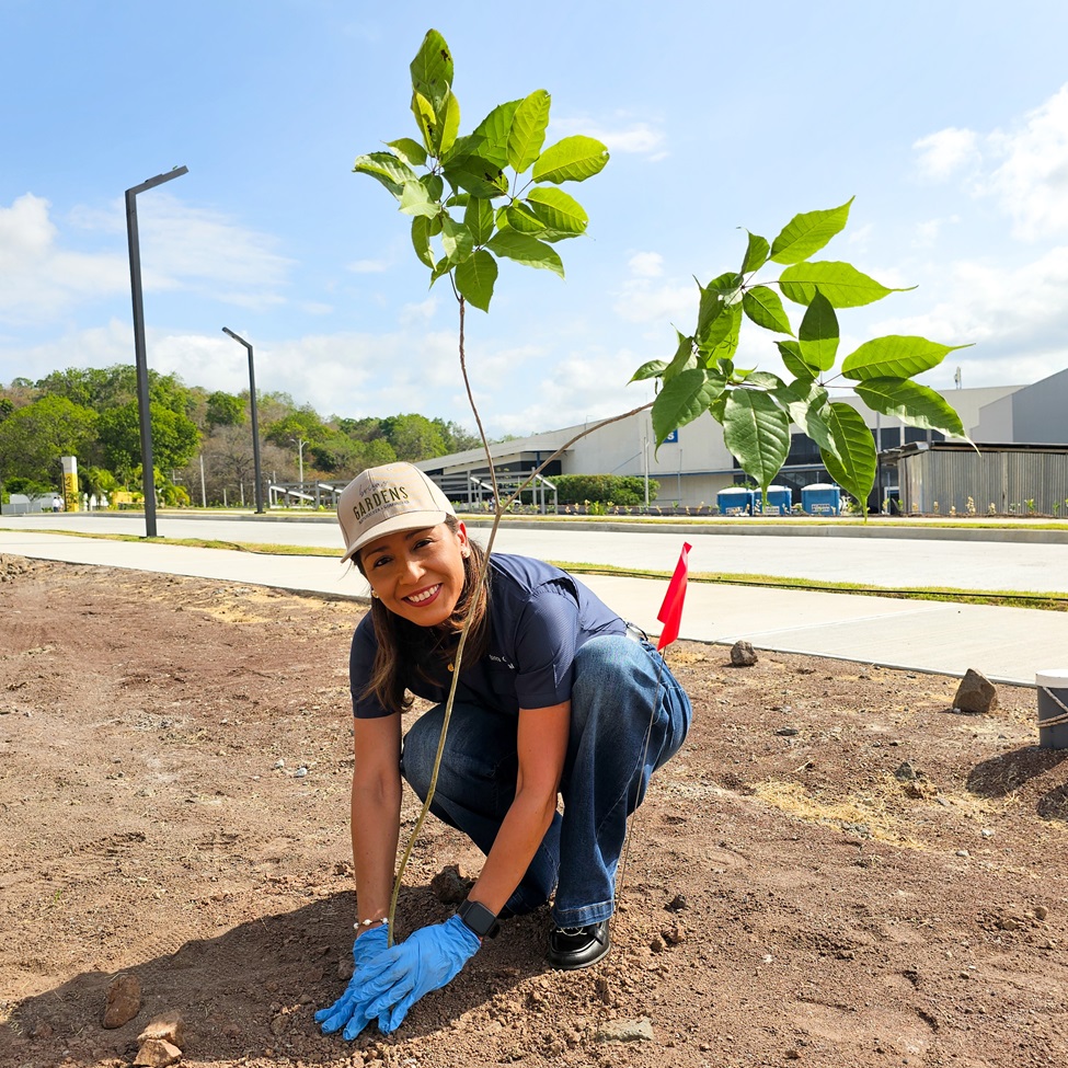 Panamá Norte contará con  50 nuevos guayacanes