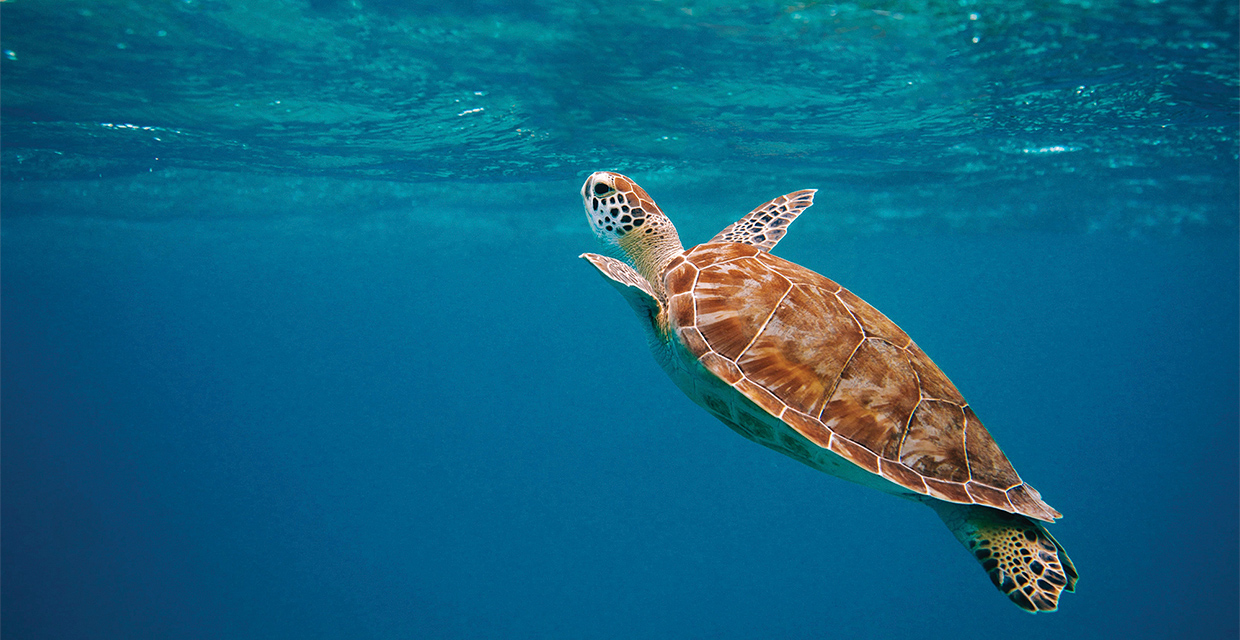 BAM, Iniciativa para la preservación de los ecosistemas marinos