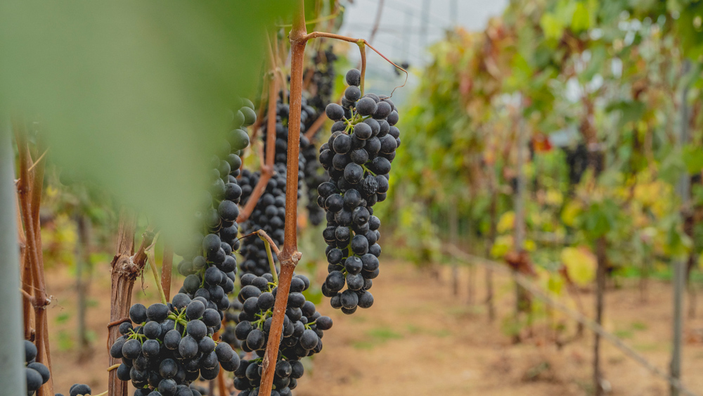 ¿Amantes del vino? Copey Estate Winery le invita a la segunda edición de la cosecha de vendimia en Dota