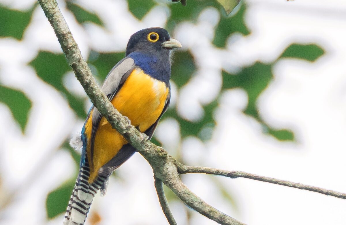 Casa Turire será punto de encuentro para la observación de aves en Costa Rica
