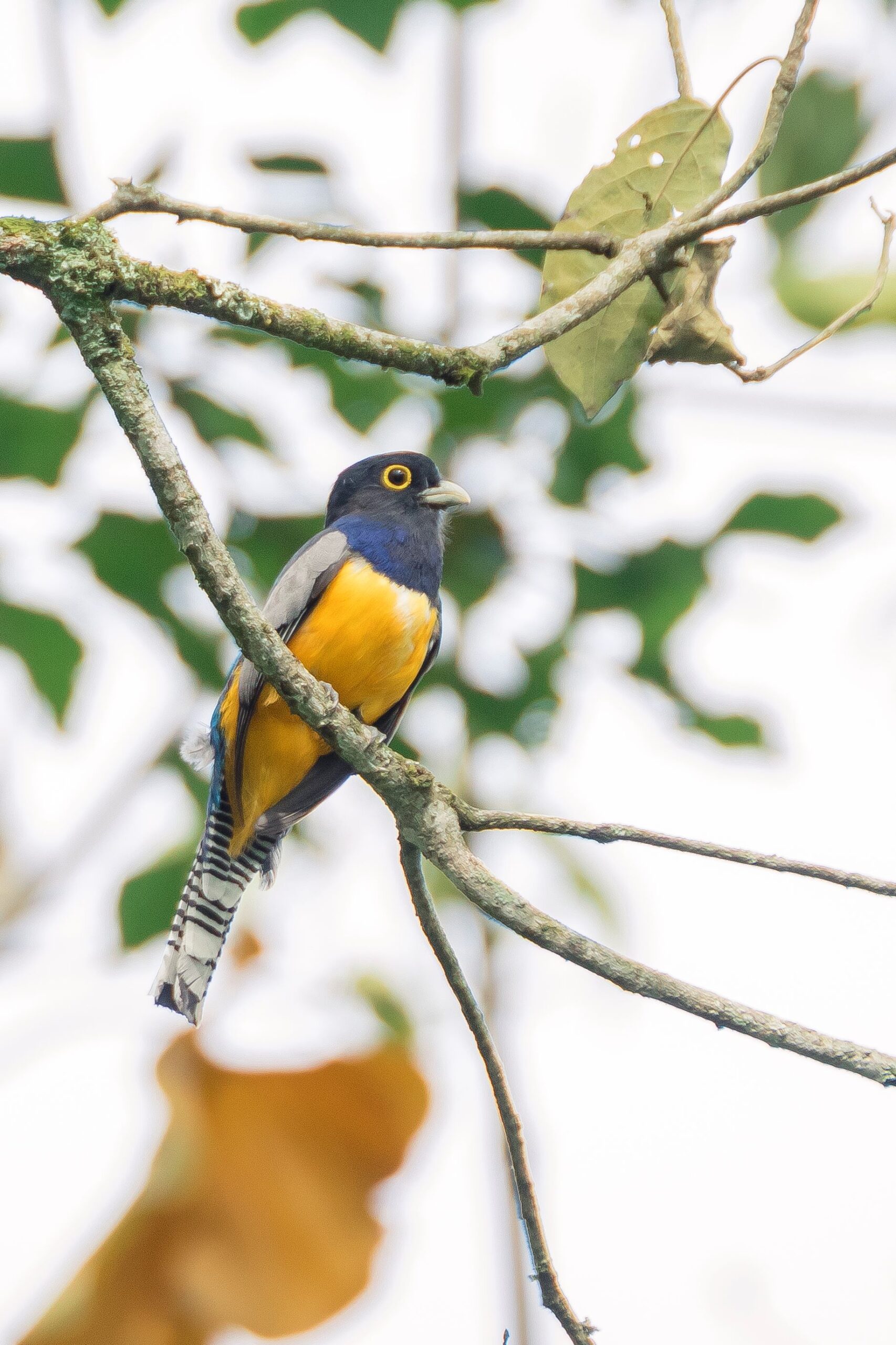 Casa Turire será punto de encuentro para la observación de aves en Costa Rica