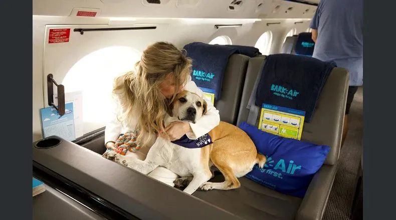 Una nueva aerolínea ofrece lujosos vuelos para perros ¿cuáles son los destinos y precios?