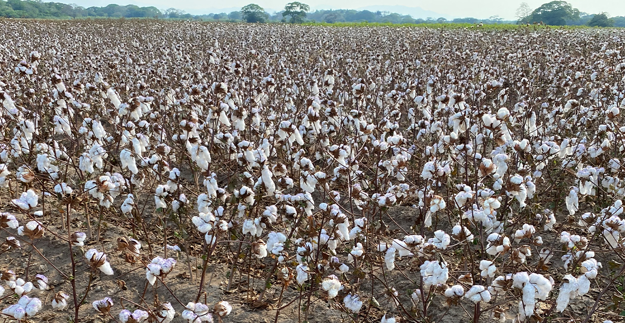 Estación de I&D de Semillas de Bayer en Costa Rica renueva su certificación como empresa Carbono Neutro