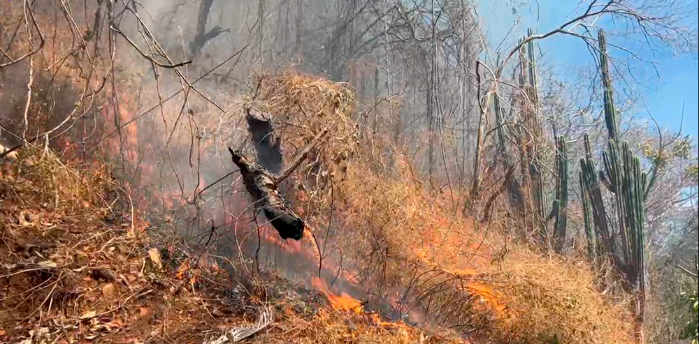 Cómo proteger sus pulmones en medio del humo de los incendios forestales