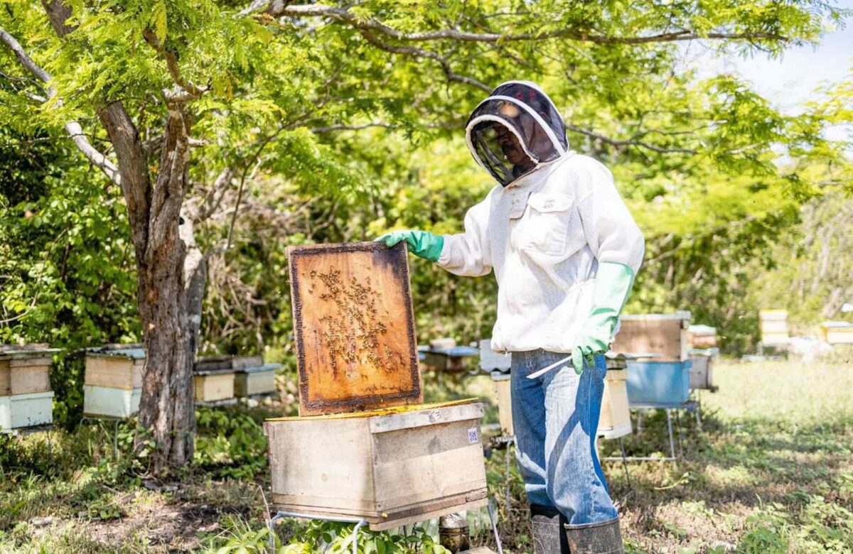 Recorra los proyectos en Latinoamérica que le enseñarán sobre las abejas y la importancia de su conservación