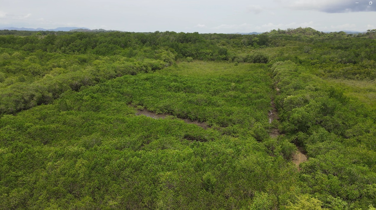 ¿Sabía que los manglares capturan hasta 5 veces más carbono que los árboles?