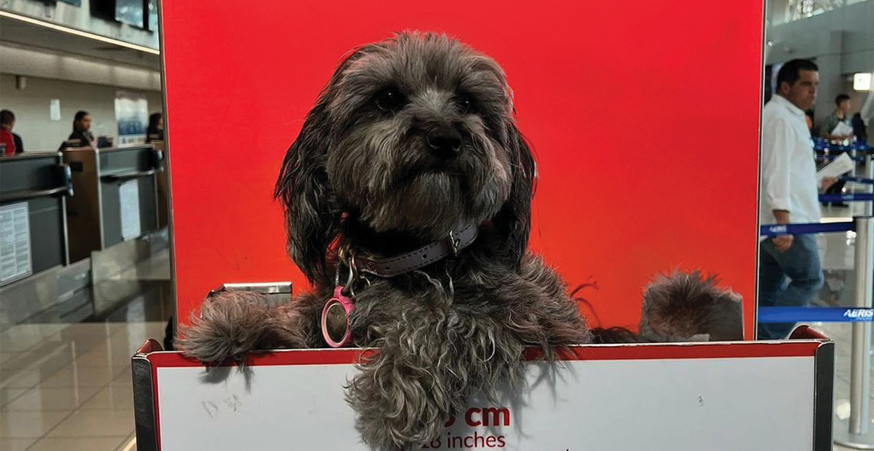 El innovador y rentable mercado de las mascotas