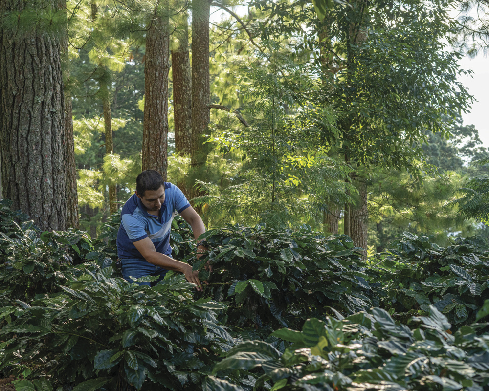 Nestlé, Adopción de agricultura regenerativa en su cadena de valor
