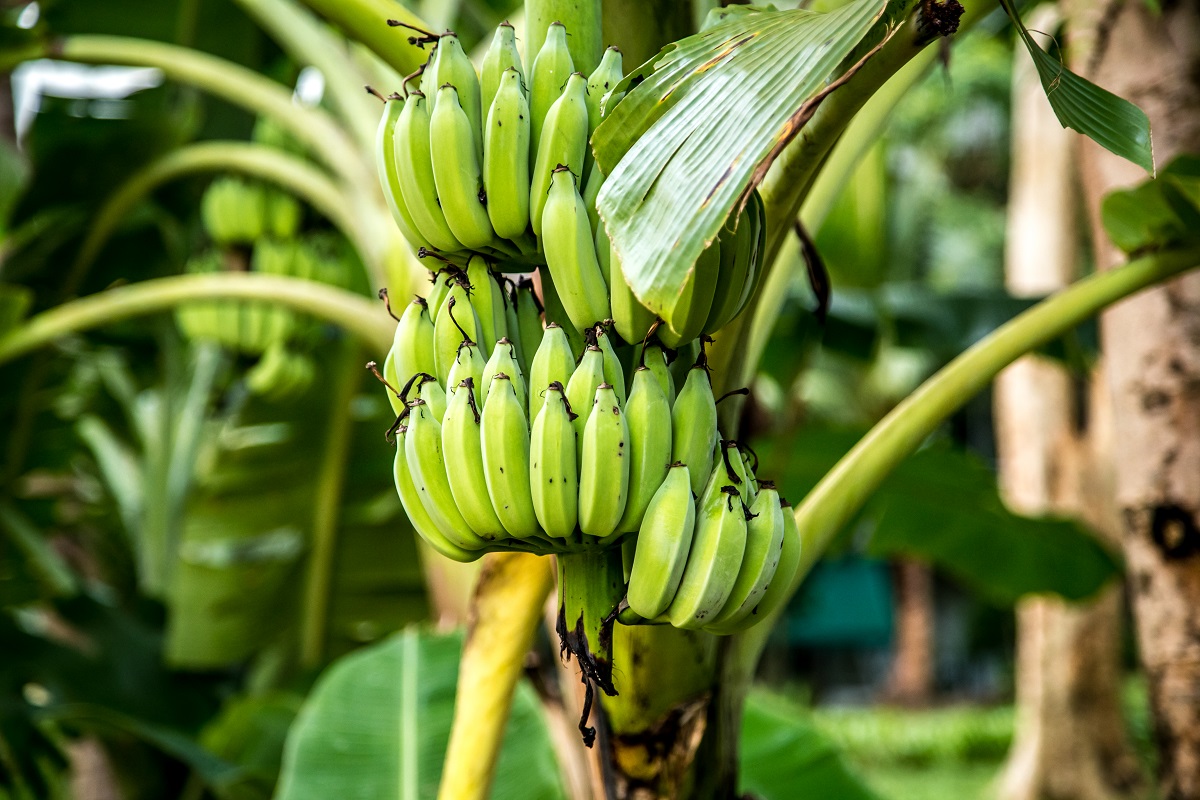 Impulsan la producción sostenible de banano en Centroamérica