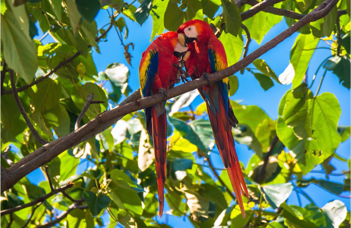 Feria Nacional de la Lapa en Bijagual de Turrubares arranca este fin de semana