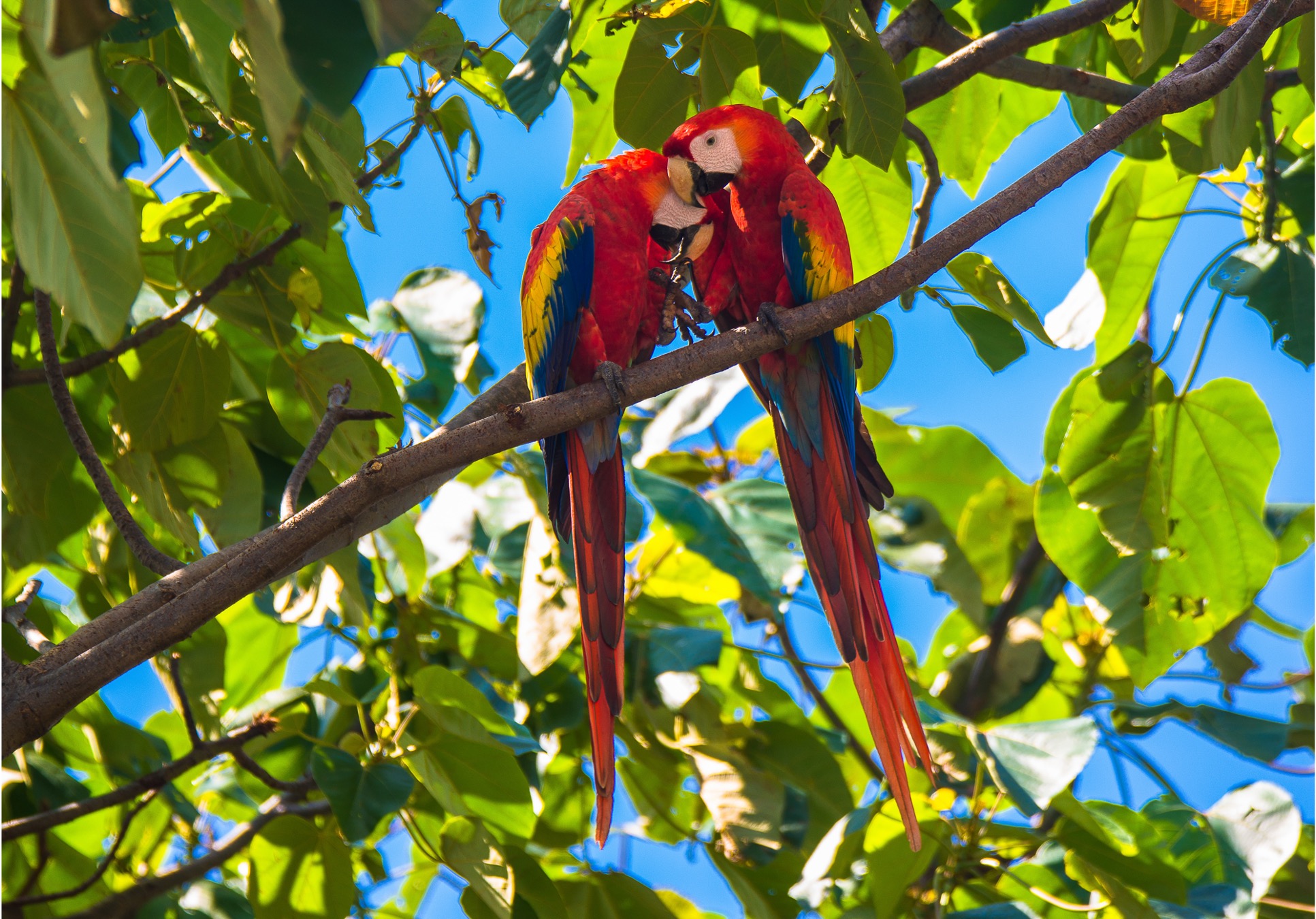 Feria Nacional de la Lapa en Bijagual de Turrubares arranca este fin de semana