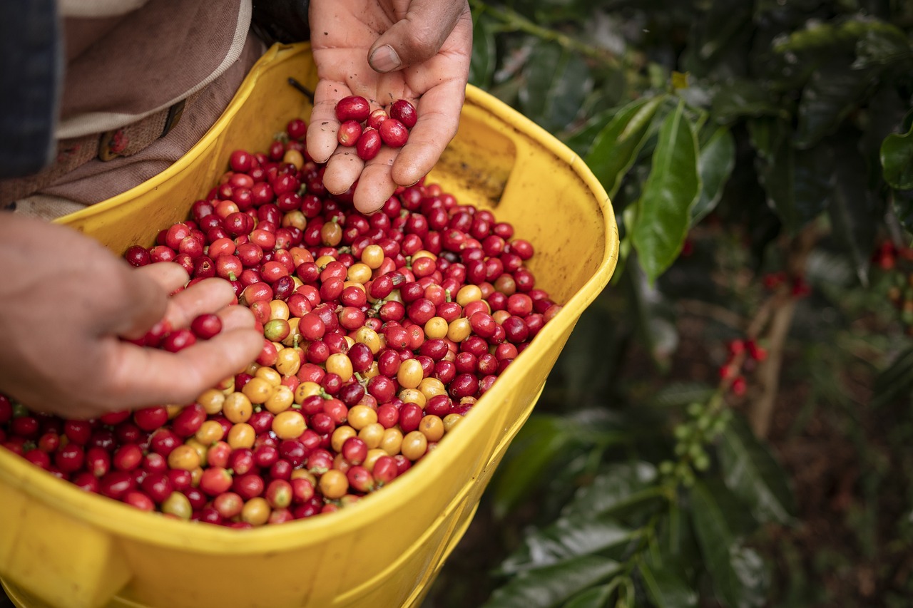 Divisas por exportaciones de café se incrementan en 76% en Honduras