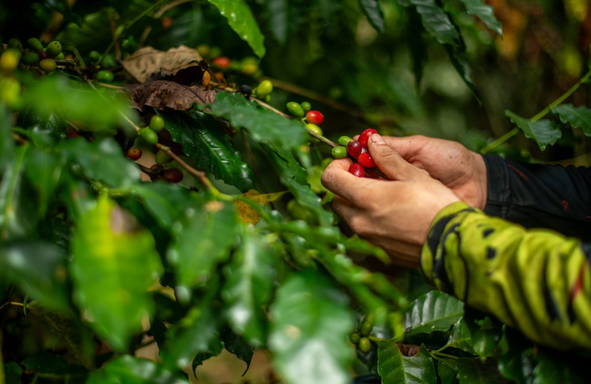 Honduras acogerá asamblea de Organización Internacional del Café