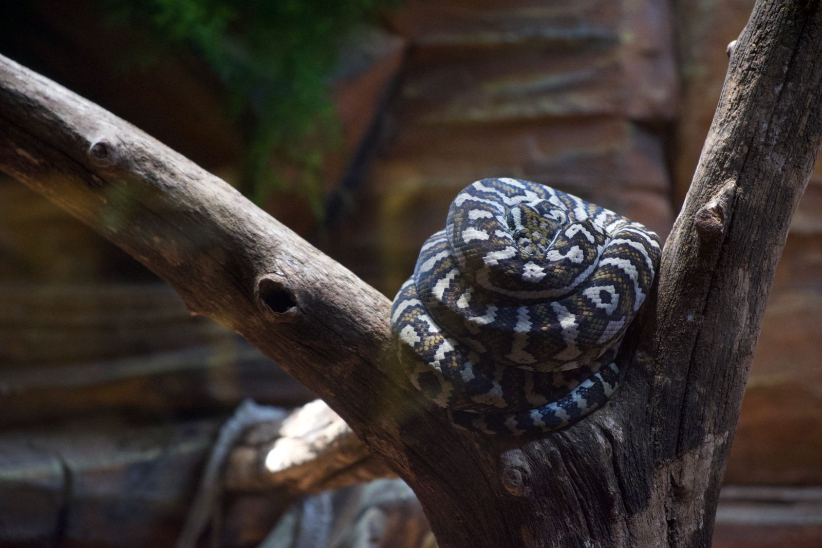 Rescate Wildlife zoave invita a adentrarse en la naturaleza con nuevas atracciones para esta temporada