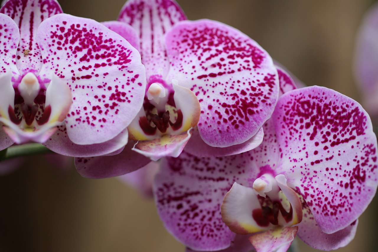 Guatemala, tierra fértil para el cultivo de plantas ornamentales