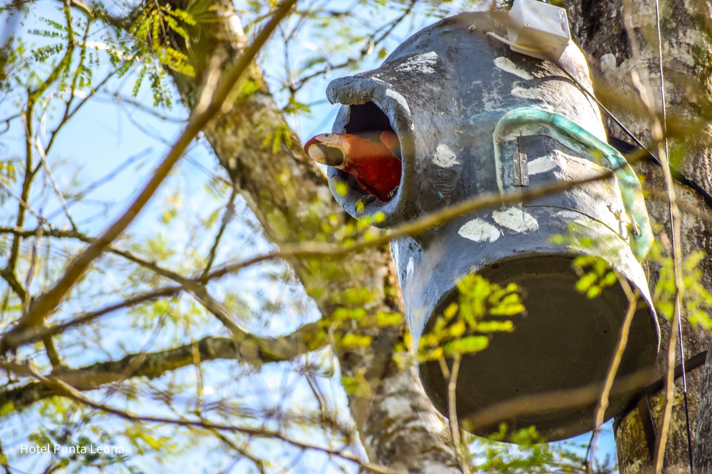 Inicia la temporada de reproducción de lapas rojas en Punta Leona con transmisión en vivo de sus nidos