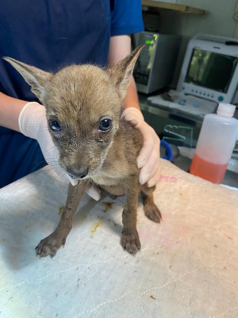 Rescate Wildlife Rescue Center- zoave hace un llamado para evitar el secuestro de cientos de animales silvestres