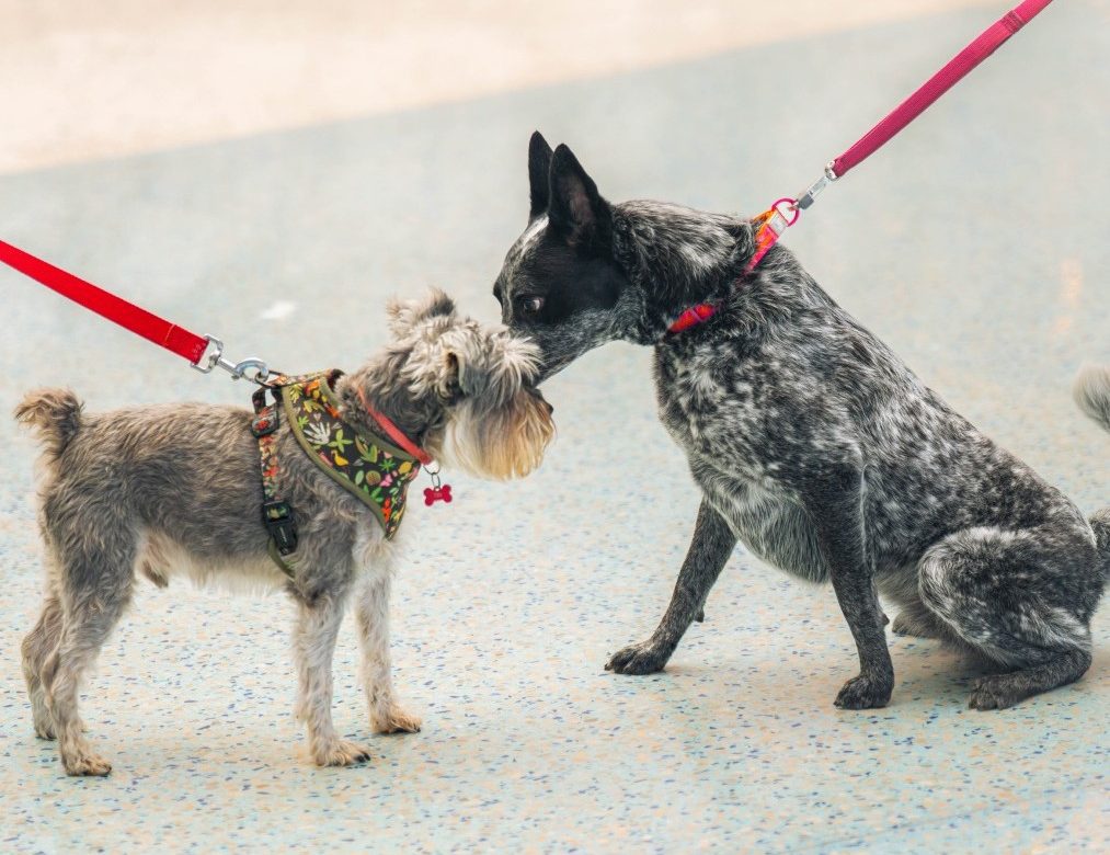 Fin de semana mascotero para disfrutar en familia y celebrar el vínculo único con las mascotas