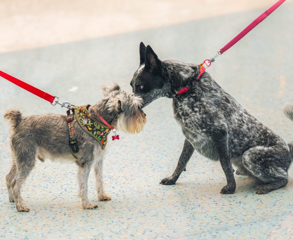 Fin de semana mascotero para disfrutar en familia y celebrar el vínculo único con las mascotas