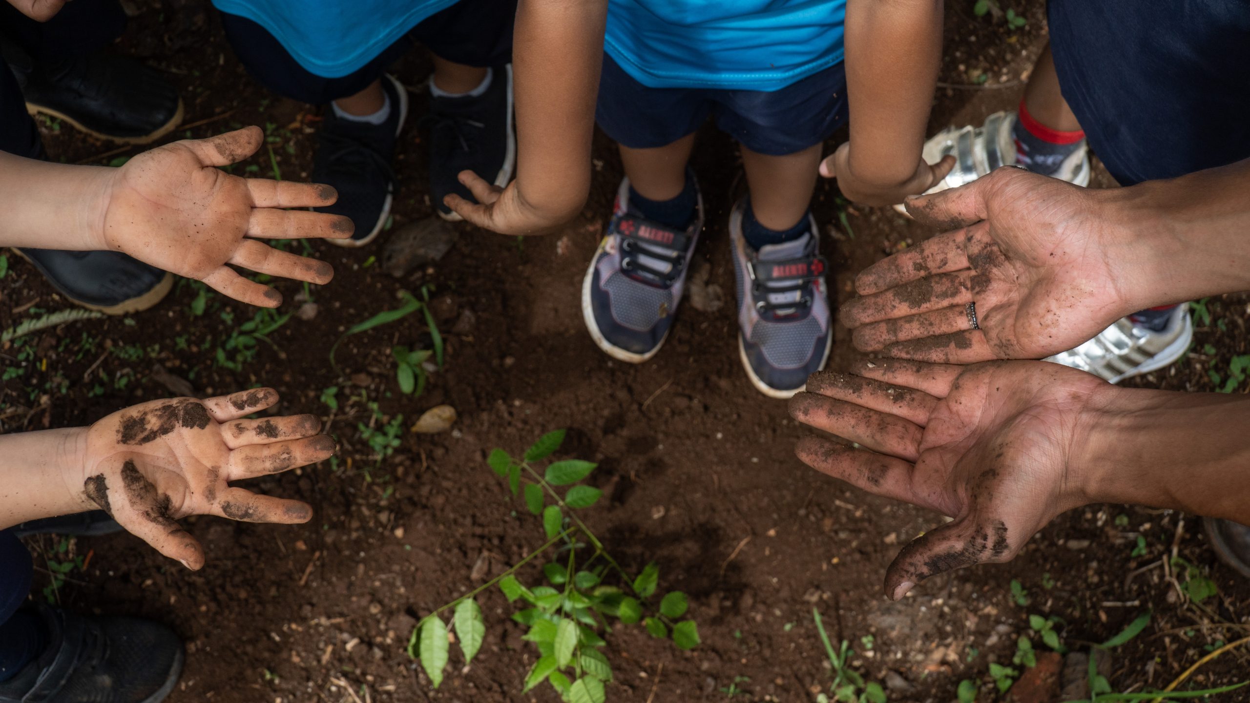 Costa Rica se moviliza para sembrar 2,5 millones de árboles en un año