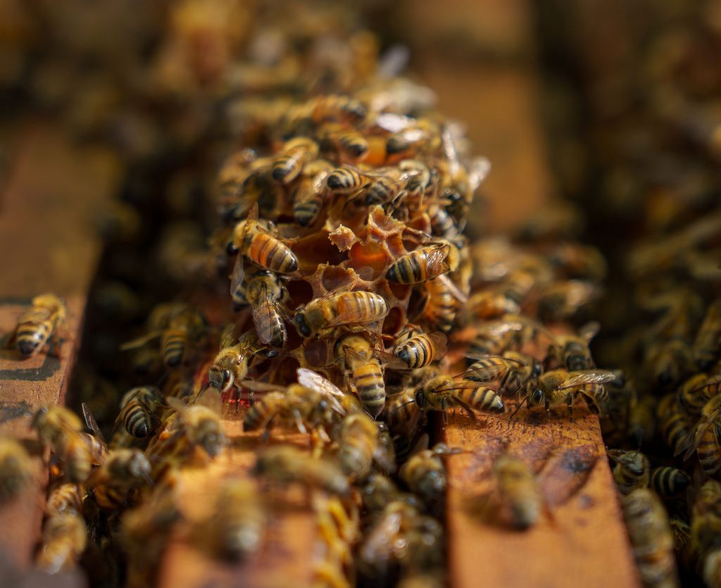 Miel de Costa Rica obtiene Premio Platino de los London Honey Awards 2025