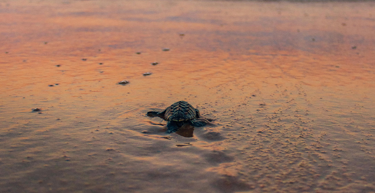 Turismo sostenible impulsa la conservación de tortugas marinas en la costa del Pacífico de Guatemala