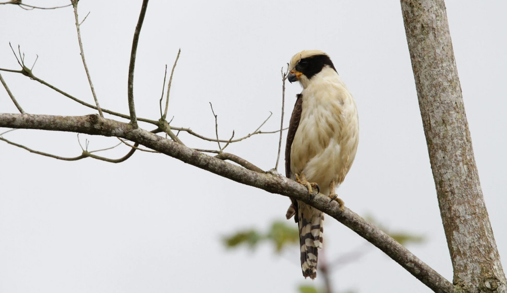 Observación de aves más allá del pasatiempo es un impulso para el ecoturismo y la conservación