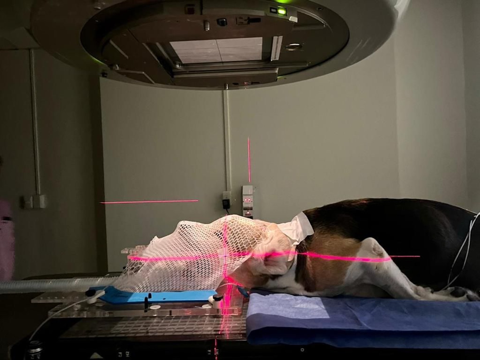 Costa Rica, primer país de la región centroamericana que aplicará radioterapia para tratar cáncer en las mascotas