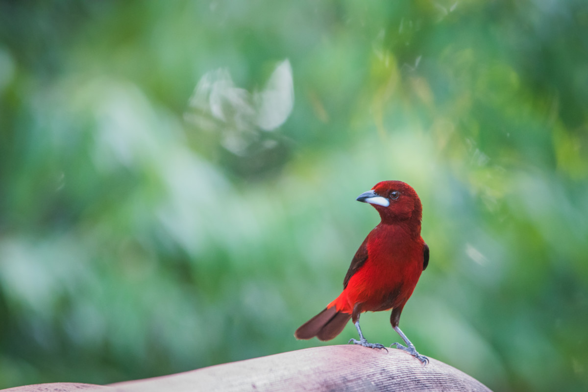 Panamá se promocionará por primera vez en evento global de avistamiento de aves