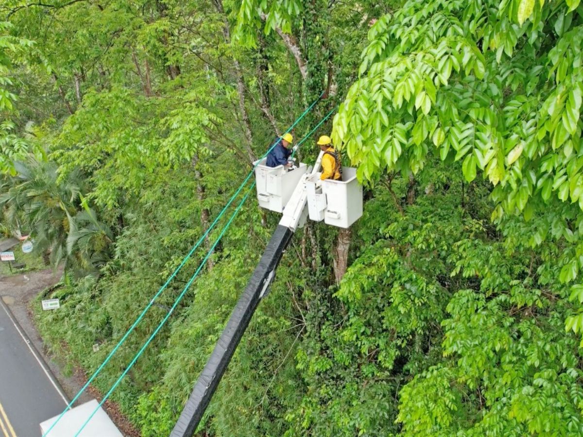 Millonaria inversión del ICE reduce riesgos eléctricos para la fauna silvestre
