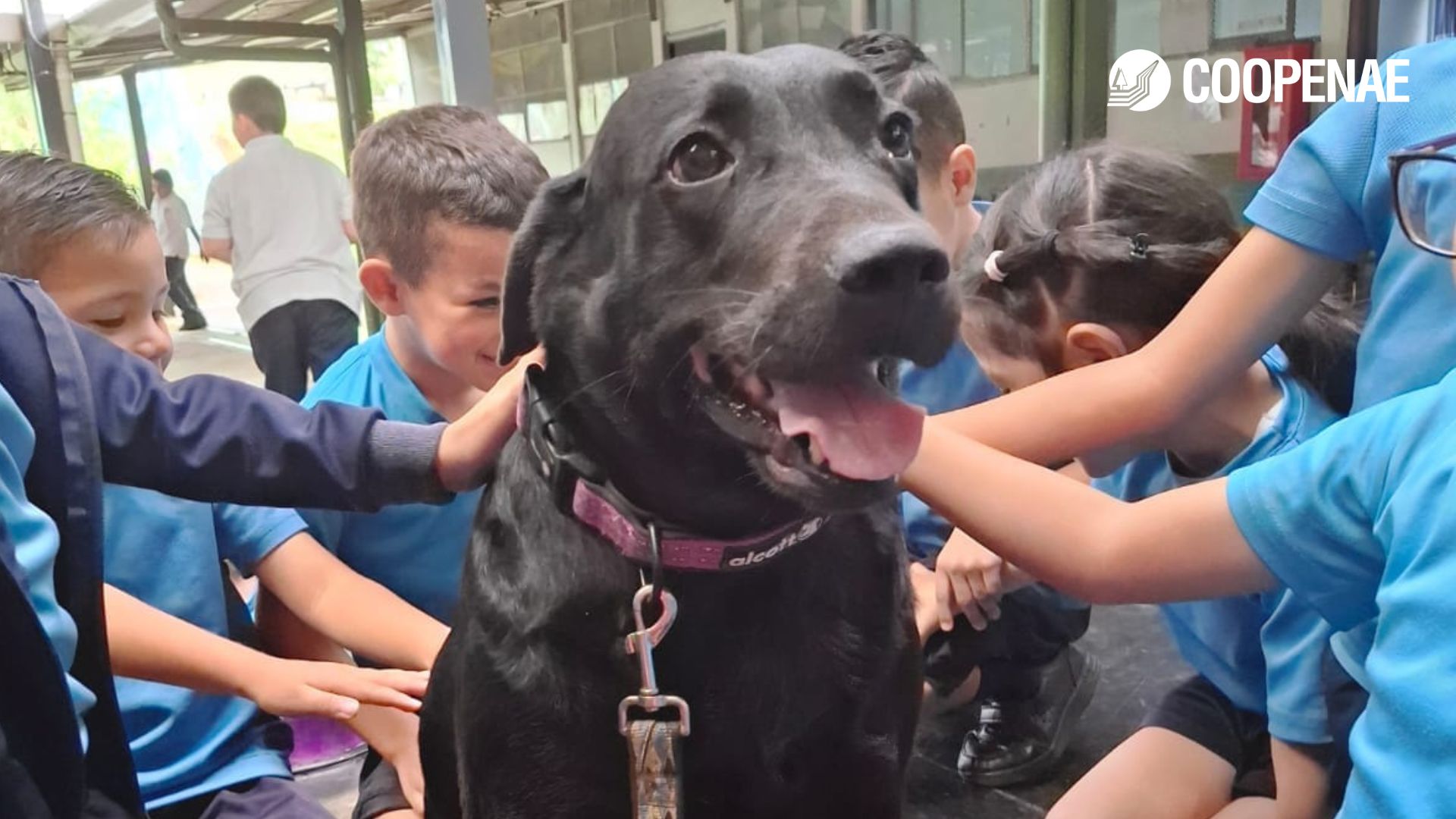 Conozca el poder curativo de los perros en terapias físicas, mentales y emocionales