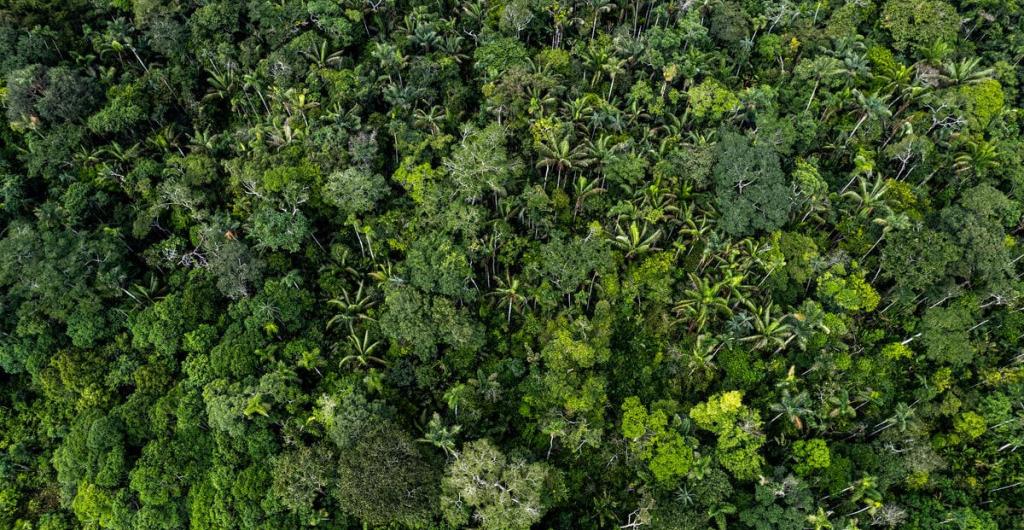 Impulsan fondo global contra tala de bosques
