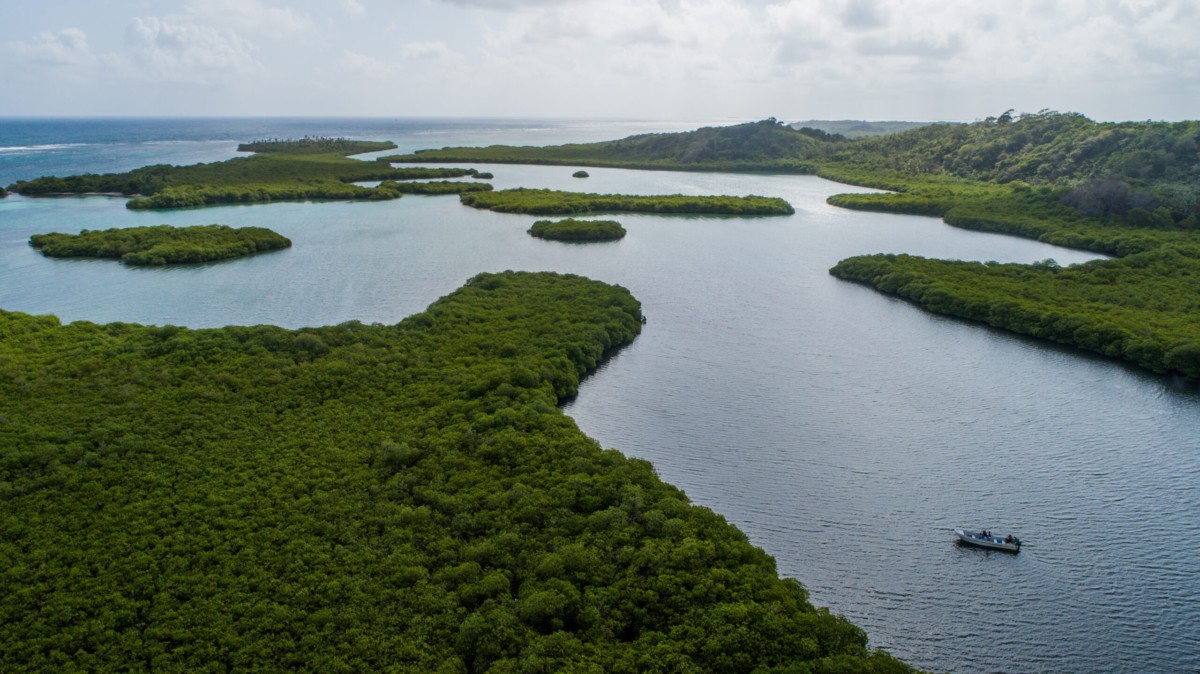 Panamá acogerá congreso centroamericano sobre restauración forestal