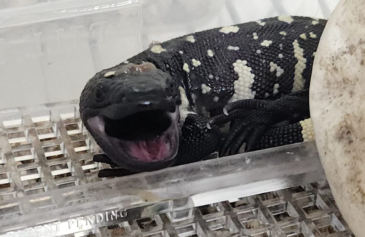 Histórico nacimiento de Heloderma charlesbogerti en el Zoológico La Aurora fortalece esfuerzos de conservación